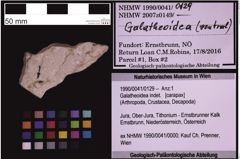 Foto (Objekt + Etiketten) von Galatheoidea indet. (NHMW-GEO-1990-0041-0129)